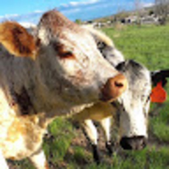 Meet your Posher, Sean - Picture 1 of 1